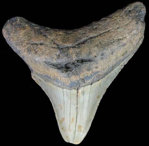 Bargain, Megalodon Tooth - North Carolina #67082